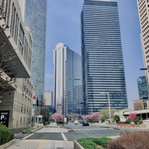 西新宿,桜,新宿,都心,23区,植物,花,春,花弁,
