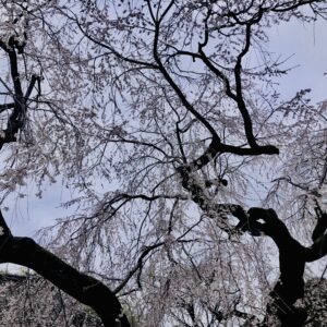 千鳥ヶ淵公園,桜,春,植物,木々,花見,