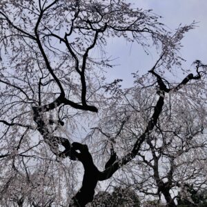 千鳥ヶ淵公園,桜,春,植物,木々,花見,