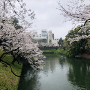 千鳥ヶ淵公園,桜,春,植物,木々,花見,
