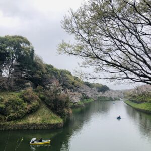 千鳥ヶ淵公園,桜,春,植物,木々,花見,