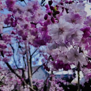 桜,奈良,奈良公園,若草山,春日山原始林,林,自然,風景,