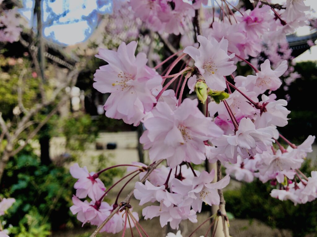 桜,奈良,奈良公園,若草山,春日山原始林,林,自然,風景,