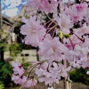 桜,奈良,奈良公園,若草山,春日山原始林,林,自然,風景,