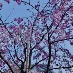 桜,奈良,奈良公園,若草山,春日山原始林,林,自然,風景,