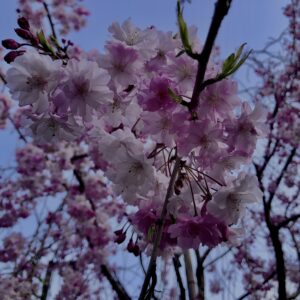 桜,奈良,奈良公園,若草山,春日山原始林,林,自然,風景,