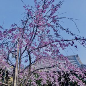 桜,奈良,奈良公園,若草山,春日山原始林,林,自然,風景,