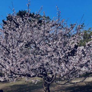 桜,奈良,奈良公園,若草山,春日山原始林,林,自然,風景,