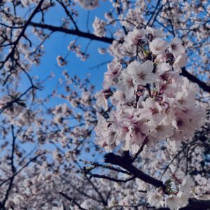 桜,奈良,奈良公園,若草山,春日山原始林,林,自然,風景,