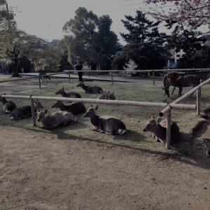鹿,ニホンジカ,奈良,奈良公園,若草山,春日山原始林,林,自然,風景,