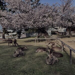 鹿,ニホンジカ,奈良,奈良公園,若草山,春日山原始林,林,自然,風景,
