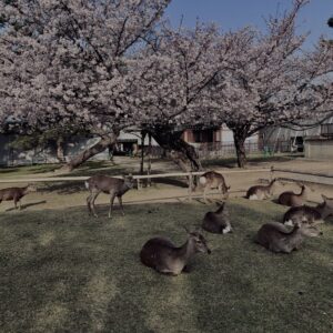 鹿,ニホンジカ,奈良,奈良公園,若草山,春日山原始林,林,自然,風景,