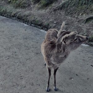 鹿,ニホンジカ,奈良,奈良公園,若草山,春日山原始林,林,自然,風景,