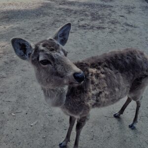 鹿,ニホンジカ,奈良,奈良公園,若草山,春日山原始林,林,自然,風景,