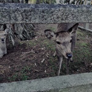 鹿,ニホンジカ,野生動物,奈良,奈良公園,若草山,春日山原始林,林,自然,風景,