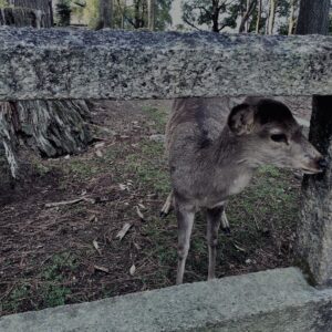 鹿,ニホンジカ,野生動物,奈良,奈良公園,若草山,春日山原始林,林,自然,風景,