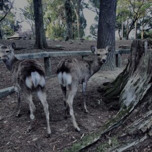 鹿,ニホンジカ,野生動物,奈良,奈良公園,若草山,春日山原始林,林,自然,風景,