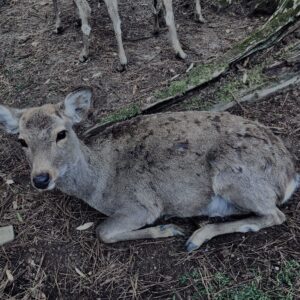 鹿,ニホンジカ,野生動物,奈良,奈良公園,若草山,春日山原始林,林,自然,風景,