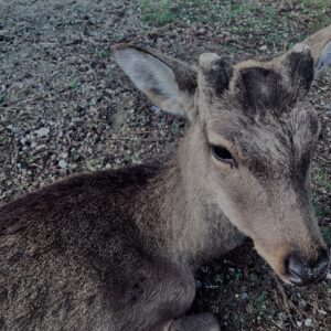 鹿,ニホンジカ,野生動物,奈良,奈良公園,若草山,春日山原始林,林,自然,風景,