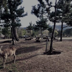 鹿,ニホンジカ,野生動物,奈良,奈良公園,若草山,春日山原始林,林,自然,風景,