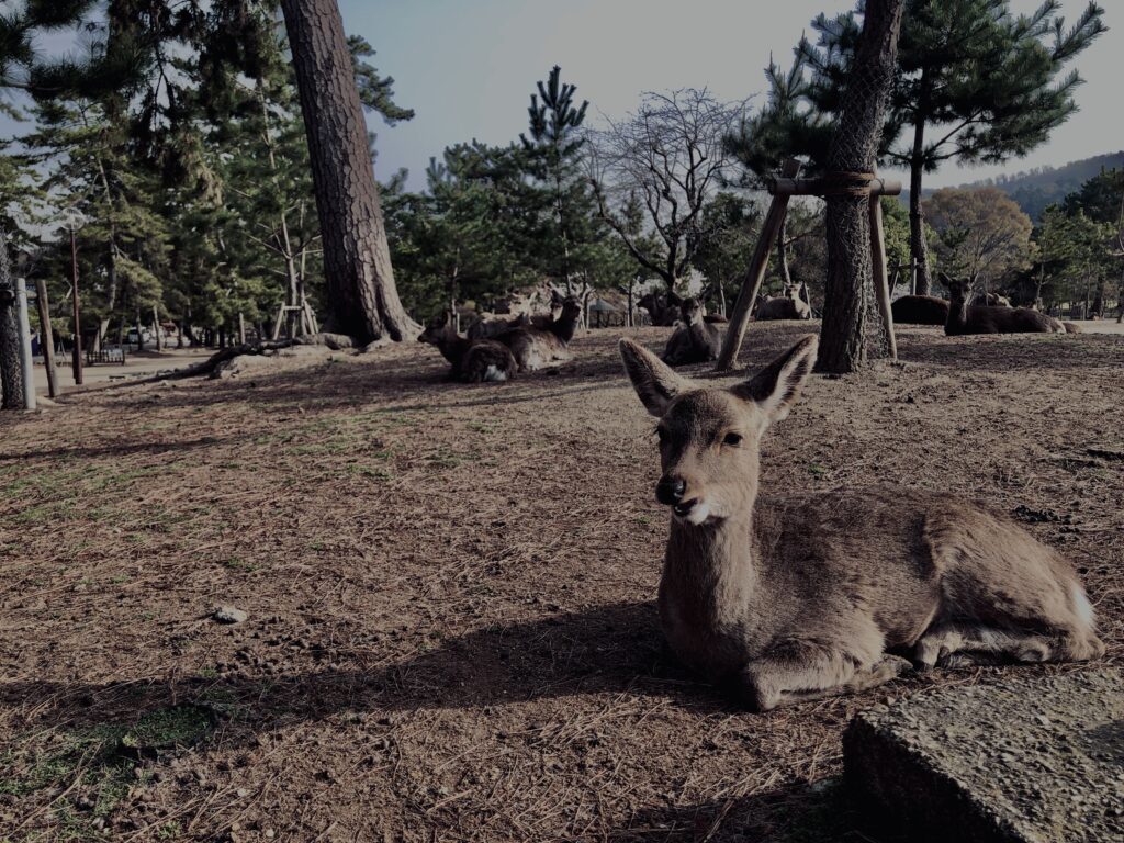 鹿,ニホンジカ,野生動物,奈良,奈良公園,若草山,春日山原始林,林,自然,風景,