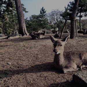 鹿,ニホンジカ,野生動物,奈良,奈良公園,若草山,春日山原始林,林,自然,風景,
