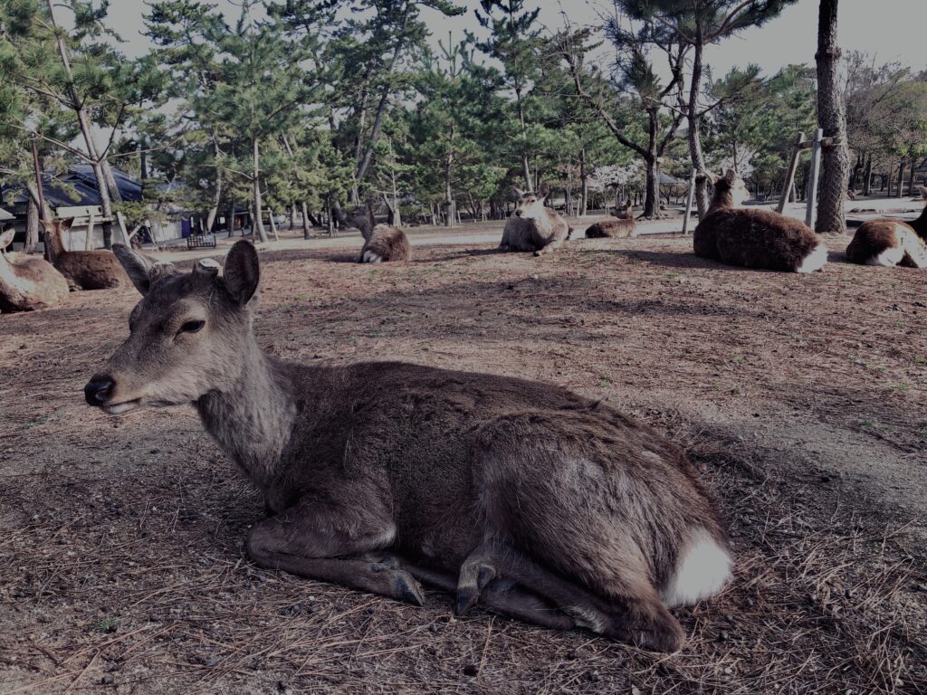 鹿,ニホンジカ,野生動物,奈良,奈良公園,若草山,春日山原始林,林,自然,風景,