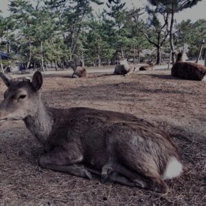 鹿,ニホンジカ,野生動物,奈良,奈良公園,若草山,春日山原始林,林,自然,風景,