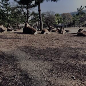 鹿,ニホンジカ,野生動物,奈良,奈良公園,若草山,春日山原始林,林,自然,風景,