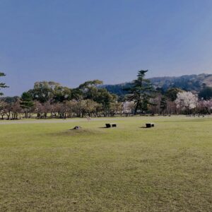 鹿,ニホンジカ,野生動物,奈良,奈良公園,若草山,春日山原始林,林,自然,風景,