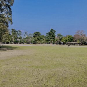 鹿,ニホンジカ,野生動物,奈良,奈良公園,若草山,春日山原始林,林,自然,風景,