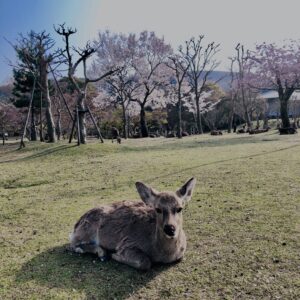 鹿,ニホンジカ,野生動物,奈良,奈良公園,若草山,春日山原始林,林,自然,風景,
