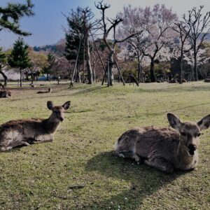 鹿,ニホンジカ,野生動物,奈良,奈良公園,若草山,春日山原始林,林,自然,風景,