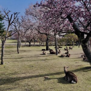 鹿,ニホンジカ,野生動物,奈良,奈良公園,若草山,春日山原始林,林,自然,風景,