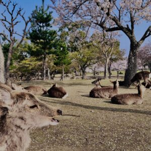 鹿,ニホンジカ,野生動物,奈良,奈良公園,若草山,春日山原始林,林,自然,風景,