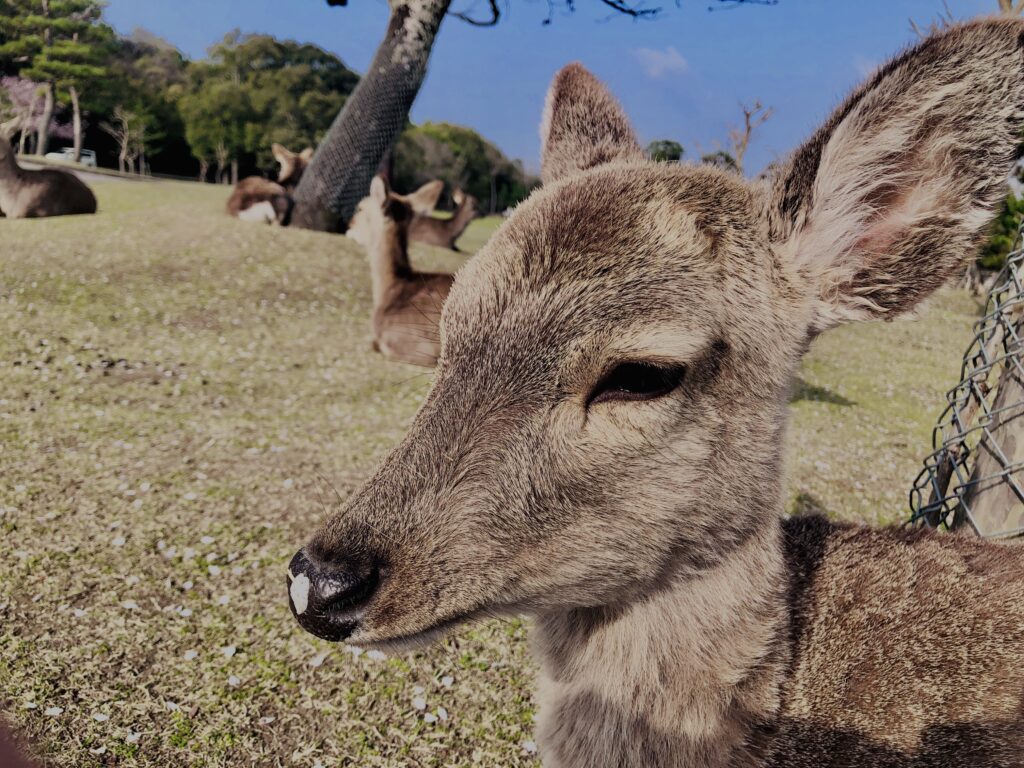 鹿,ニホンジカ,野生動物,奈良,奈良公園,若草山,春日山原始林,林,自然,風景,