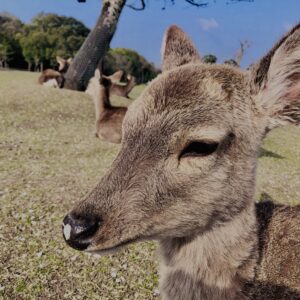 鹿,ニホンジカ,野生動物,奈良,奈良公園,若草山,春日山原始林,林,自然,風景,