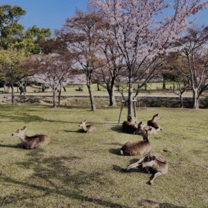 鹿,ニホンジカ,野生動物,奈良,奈良公園,若草山,春日山原始林,林,自然,風景,