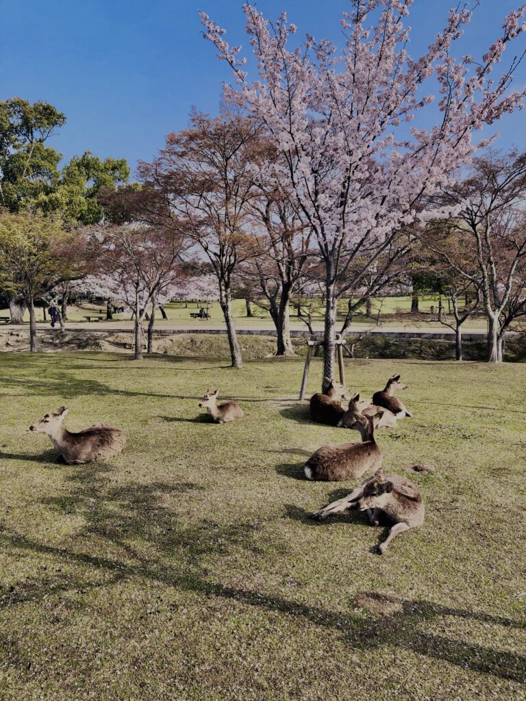 鹿,ニホンジカ,野生動物,奈良,奈良公園,若草山,春日山原始林,林,自然,風景,