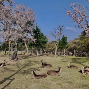 鹿,ニホンジカ,野生動物,奈良,奈良公園,若草山,春日山原始林,林,自然,風景,