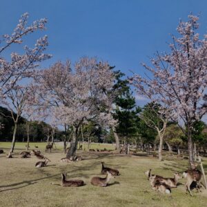 鹿,ニホンジカ,野生動物,奈良,奈良公園,若草山,春日山原始林,林,自然,風景,
