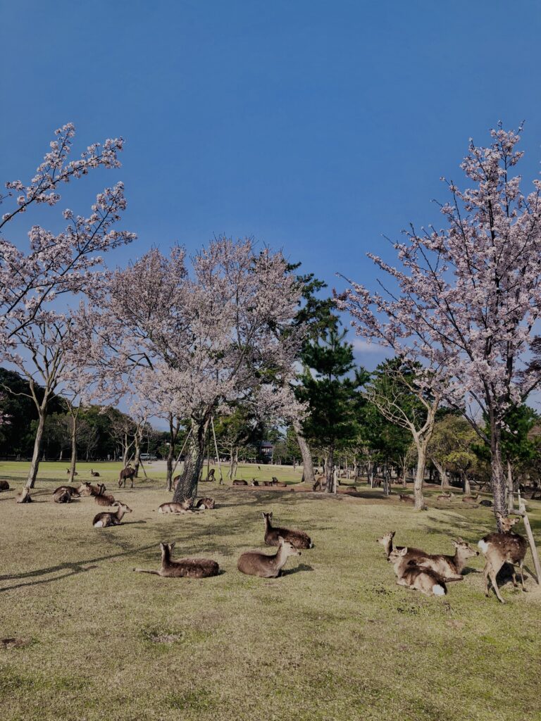 鹿,ニホンジカ,野生動物,奈良,奈良公園,若草山,春日山原始林,林,自然,風景,