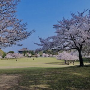 鹿,ニホンジカ,野生動物,奈良,奈良公園,若草山,春日山原始林,林,自然,風景,