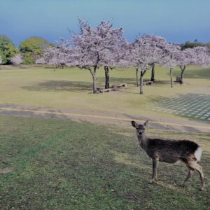 鹿,ニホンジカ,野生動物,奈良,奈良公園,若草山,春日山原始林,林,自然,風景,