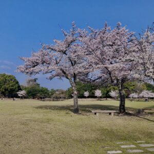 鹿,ニホンジカ,野生動物,奈良,奈良公園,若草山,春日山原始林,林,自然,風景,