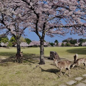 鹿,ニホンジカ,野生動物,奈良,奈良公園,若草山,春日山原始林,林,自然,風景,