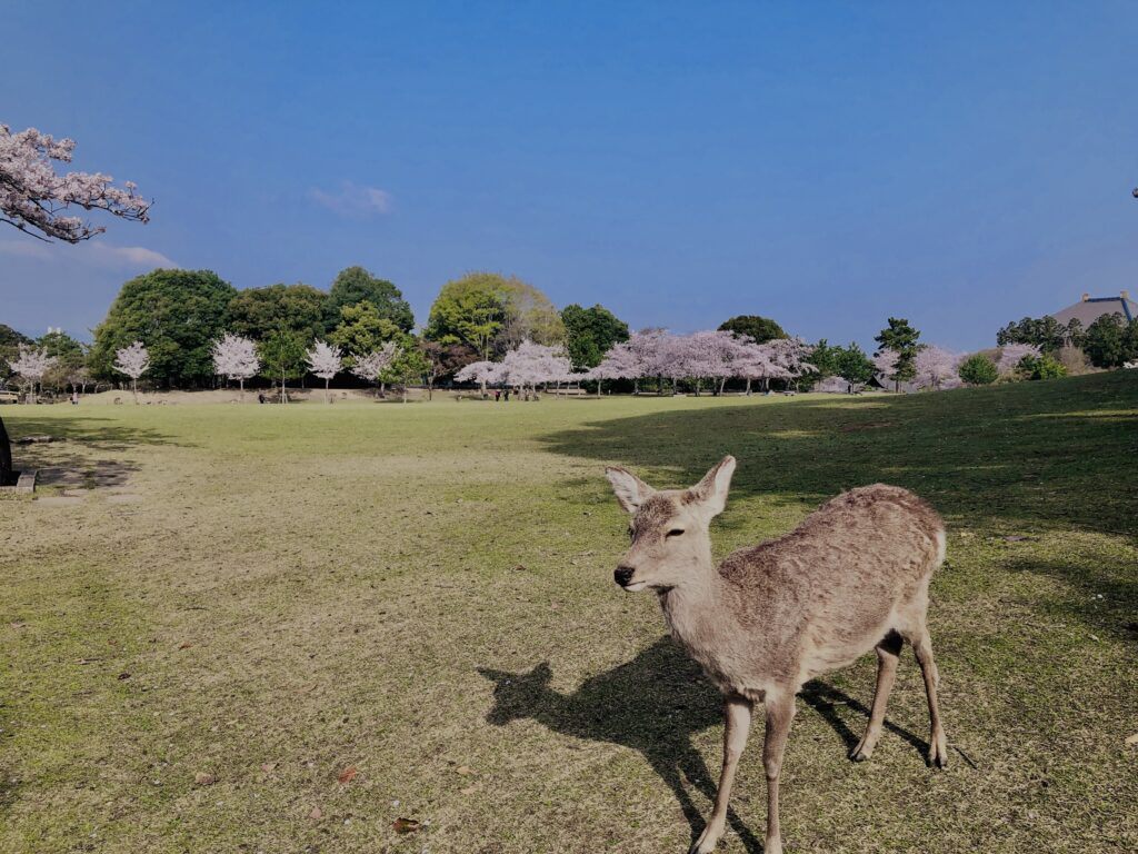 鹿,ニホンジカ,野生動物,奈良,奈良公園,若草山,春日山原始林,林,自然,風景,