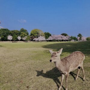 鹿,ニホンジカ,野生動物,奈良,奈良公園,若草山,春日山原始林,林,自然,風景,