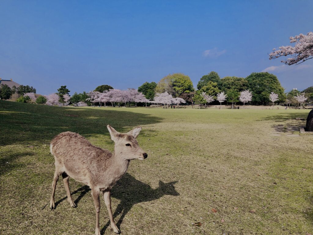 鹿,ニホンジカ,野生動物,奈良,奈良公園,若草山,春日山原始林,林,自然,風景,