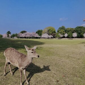 鹿,ニホンジカ,野生動物,奈良,奈良公園,若草山,春日山原始林,林,自然,風景,